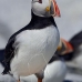 puffin_atlantic_msi_v_1853_can1475.jpg